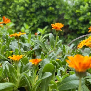 Calendula Live Plant - Well-Rooted Seedling Plug, 1-inch Pot, Outdoor - Image 5