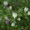 Callirhoe Alcaeoides 'Logan Calhoun' Live Plant – Winecups – 2.5 x 3.5 Inch Pot – Outdoor - Image 1