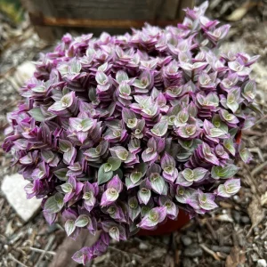 Callisia Repens Pink Lady Live Plant - Creeping Inch Plant, Turtle Vine, Easy Care Houseplant, 2
