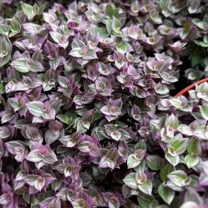 Callisia Repens Pink Lady Live Plant - Creeping Inch Plant, Turtle Vine, Easy Care Houseplant, 2