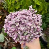 Callisia Repens Pink Lady Live Plant - Creeping Inch Plant, Turtle Vine, Easy Care Houseplant, 2" 4" 6" Pot - Image 1