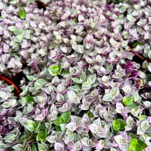 Callisia Repens Pink Lady Live Plant - Creeping Inch Plant, Turtle Vine, Easy Care Houseplant, 2