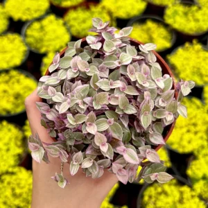 Callisia Repens Pink Lady Live Plant - Creeping Inch Plant, Turtle Vine, Easy Care Houseplant, 2
