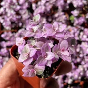 Callisia Repens Pink Lady Live Plant - Creeping Inch Plant, Turtle Vine, Easy Care Houseplant, 2