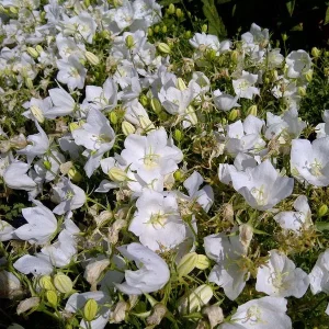 Campanula Carpatica 'White Clips' Live Plant – White Bellflower – 2.5x3.5 Inch Pot – Outdoor Perennial - Image 1