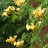 Campsis Radicans 'Flava' Trumpet Creeper Live Plant – Starter, 3-6 Inch – Outdoor - Image 1