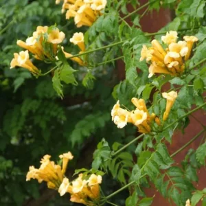 Campsis Radicans 'Flava' Trumpet Creeper Live Plant – Starter, 3-6 Inch – Outdoor - Image 1