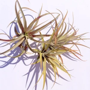 Capitata Peach Air Plant Tillandsia Live Plant for Terrariums, 12-16 inches - Image 2