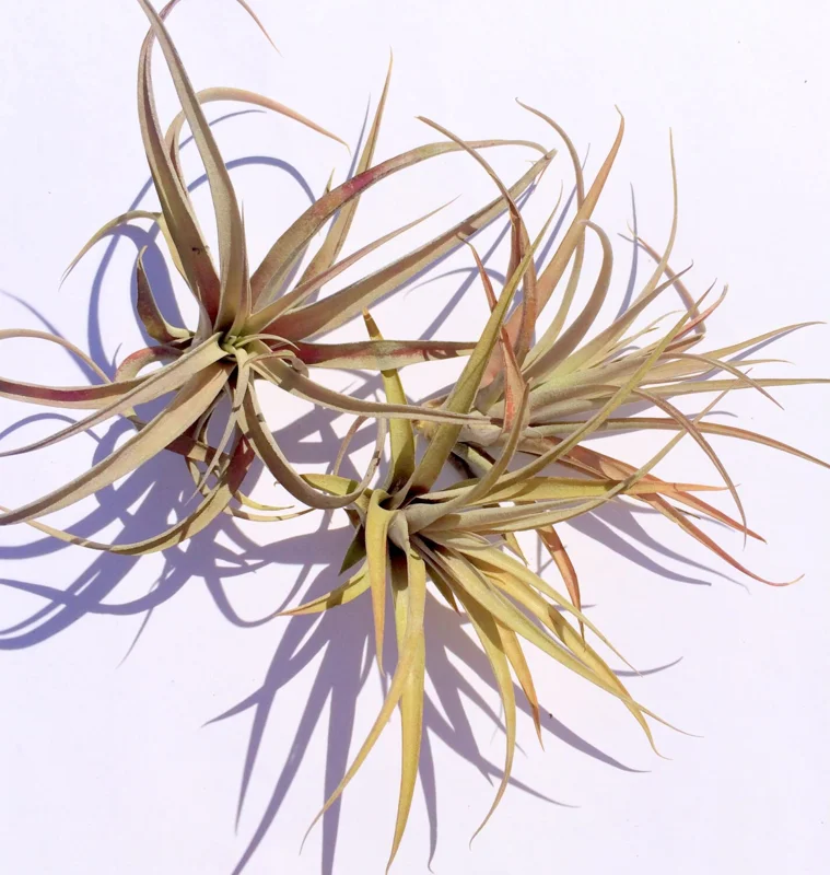 Capitata Peach Air Plant Tillandsia Live Plant for Terrariums, 12-16 inches - Image 2