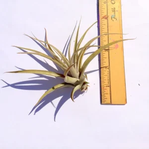 Capitata Peach Air Plant Tillandsia Live Plant for Terrariums, 12-16 inches - Image 3