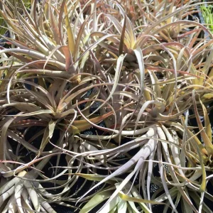 Capitata Peach Air Plant Tillandsia Live Plant for Terrariums, 12-16 inches - Image 4