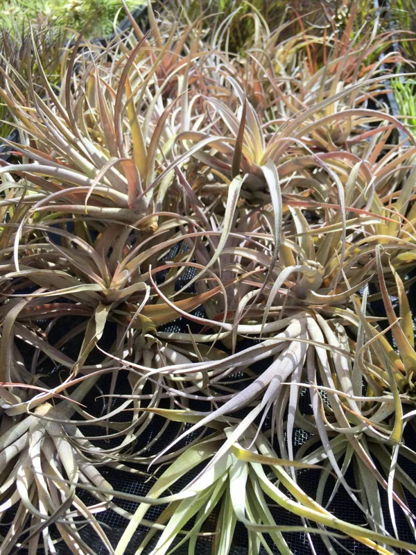 Capitata Peach Air Plant Tillandsia Live Plant for Terrariums, 12-16 inches - Image 4