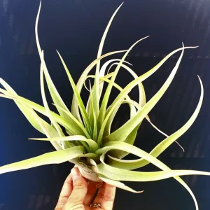 Capitata Peach Air Plant Tillandsia Live Plant for Terrariums, 12-16 inches - Image 5