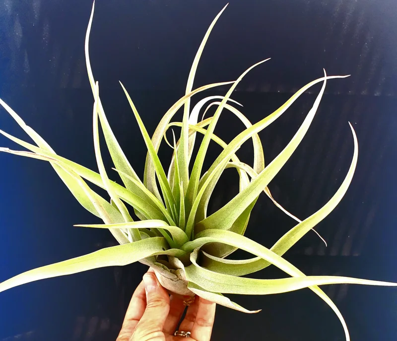 Capitata Peach Air Plant Tillandsia Live Plant for Terrariums, 12-16 inches - Image 5