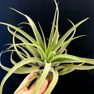 Capitata Peach Air Plant Tillandsia Live Plant for Terrariums, 12-16 inches - Image 6