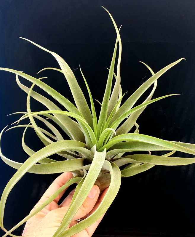 Capitata Peach Air Plant Tillandsia Live Plant for Terrariums, 12-16 inches - Image 6