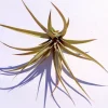 Capitata Peach Air Plant Tillandsia Live Plant for Terrariums, 12-16 inches - Image 1