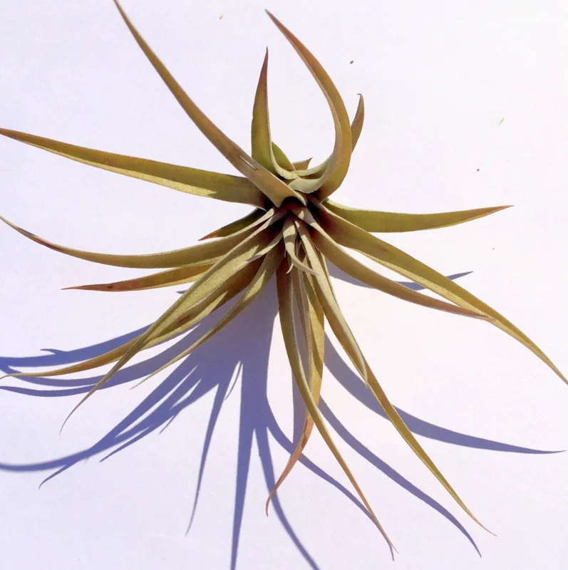 Capitata Peach Air Plant Tillandsia Live Plant for Terrariums, 12-16 inches - Image 1