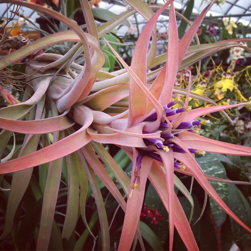 Capitata Peach Air Plant Tillandsia Live Plant for Terrariums, 12-16 inches - Image 7