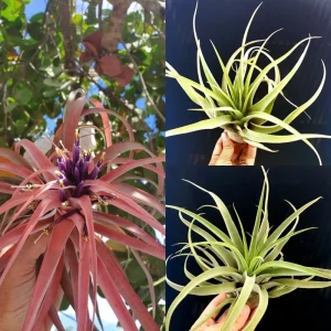 Capitata Peach Air Plant Tillandsia Live Plant for Terrariums, 12-16 inches - Image 8