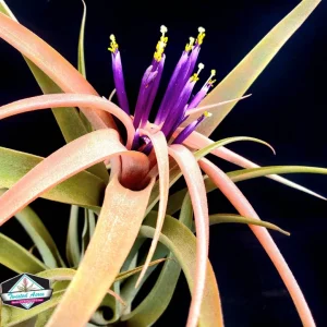 Capitata Peach Air Plant Tillandsia Live Plant for Terrariums, 12-16 inches - Image 9