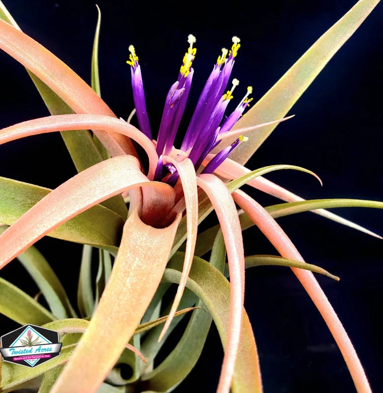 Capitata Peach Air Plant Tillandsia Live Plant for Terrariums, 12-16 inches - Image 9