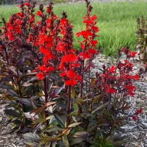 Cardinal Flower Live Plant - Lobelia Starship Starter Plug - Red, Blue, or Rose - Outdoor Perennial - Image 2