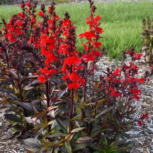 Cardinal Flower Live Plant - Lobelia Starship Starter Plug - Red, Blue, or Rose - Outdoor Perennial - Image 2