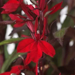 Cardinal Flower Live Plant - Lobelia Starship Starter Plug - Red, Blue, or Rose - Outdoor Perennial - Image 1