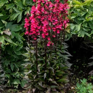 Cardinal Flower Live Plant - Lobelia Starship Starter Plug - Red, Blue, or Rose - Outdoor Perennial - Image 4