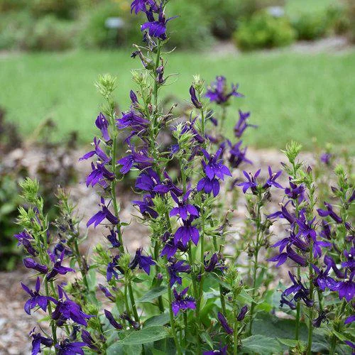 Cardinal Flower Live Plant - Lobelia Starship Starter Plug - Red, Blue, or Rose - Outdoor Perennial - Image 5