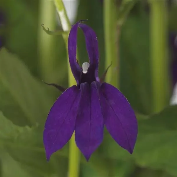 Cardinal Flower Live Plant - Lobelia Starship Starter Plug - Red, Blue, or Rose - Outdoor Perennial - Image 6