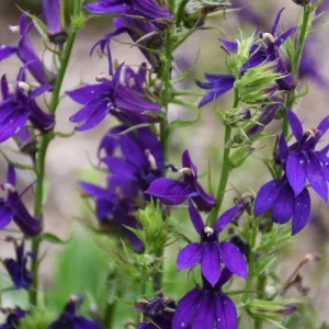 Cardinal Flower Live Plant - Lobelia Starship Starter Plug - Red, Blue, or Rose - Outdoor Perennial - Image 7