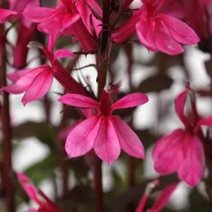 Cardinal Flower Live Plant - Lobelia Starship Starter Plug - Red, Blue, or Rose - Outdoor Perennial - Image 9
