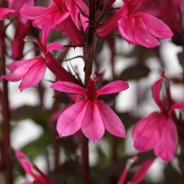 Cardinal Flower Live Plant - Lobelia Starship Starter Plug - Red, Blue, or Rose - Outdoor Perennial - Image 9