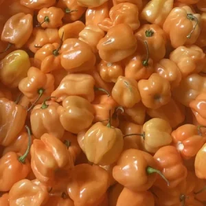 Caribbean Orange Habanero Live Plant - Super Hot Pepper, 3 Pack, 4-8 inches Tall, Outdoor - Image 2