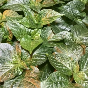 Caribbean Red Habanero Live Plant, Super Hot Pepper, Set of 3, Indoor/Outdoor - Image 1