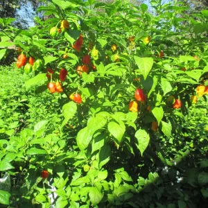 Carolina Reaper Live Plants - 3 Pack, 75+ Days Old Super Hot Pepper - Image 10