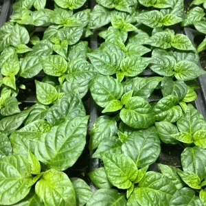 Carolina Reaper Live Plants - 3 Pack, 75+ Days Old Super Hot Pepper - Image 3