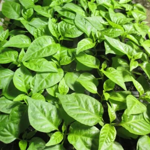 Carolina Reaper Live Plants - 3 Pack, 75+ Days Old Super Hot Pepper - Image 7