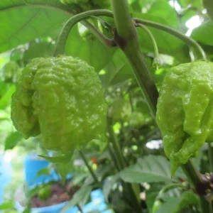 Carolina Reaper Live Plants - 3 Pack, 75+ Days Old Super Hot Pepper - Image 8