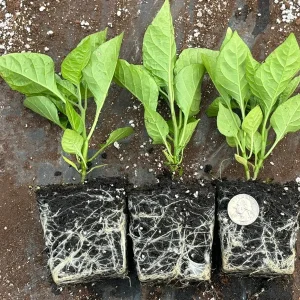Carolina Reaper Live Plants - 3 Pack, 75+ Days Old Super Hot Pepper - Image 1