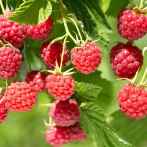 Caroline Raspberry Live Plant - 3-6