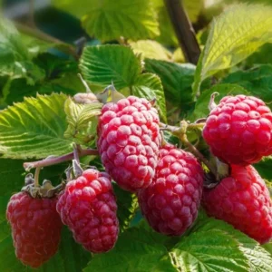 Caroline Raspberry Live Plant - 3-6