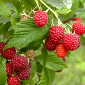 Caroline Raspberry Live Plant - 3-6