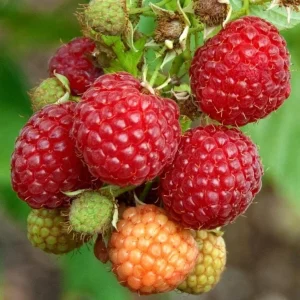 Caroline Raspberry Live Plant - 3-6