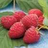 Caroline Raspberry Live Plant - 3-6" Tall - Everbearing Red Raspberry Bush - Image 1