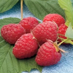 Caroline Raspberry Live Plant - 3-6