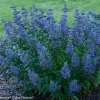 Caryopteris 'Beyond Midnight' Bluebeard Live Plant - 6-8 Inch Starter - Outdoor Shrub - Image 1