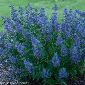 Caryopteris 'Beyond Midnight' Bluebeard Live Plant - 6-8 Inch Starter - Outdoor Shrub - Image 1